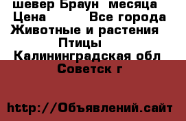 шевер Браун 2месяца › Цена ­ 200 - Все города Животные и растения » Птицы   . Калининградская обл.,Советск г.